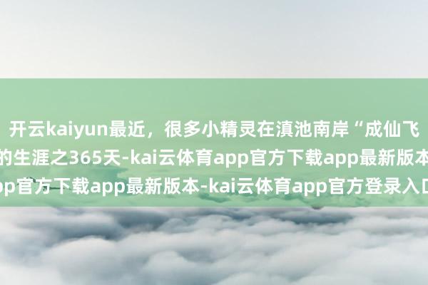 开云kaiyun最近，很多小精灵在滇池南岸“成仙飞升”丨有一种叫云南的生涯之365天-kai云体育app官方下载app最新版本-kai云体育app官方登录入口